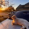 dogsarecute23